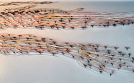 CELINA GONZALEZ SUEYRO