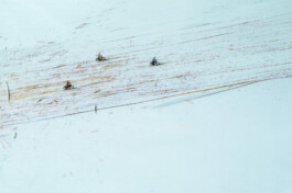 CELINA GONZALEZ SUEYRO