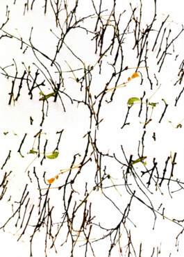 CELINA GONZALEZ SUEYRO